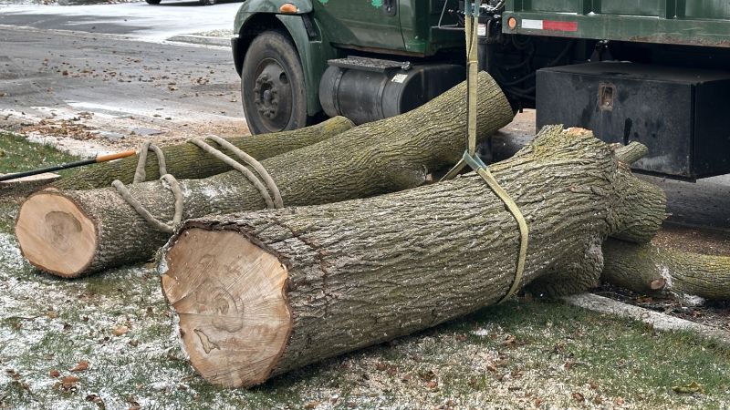 When To Get Tree Removals in Richland WA
