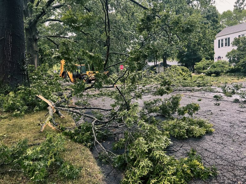 Tree Removal Service Information