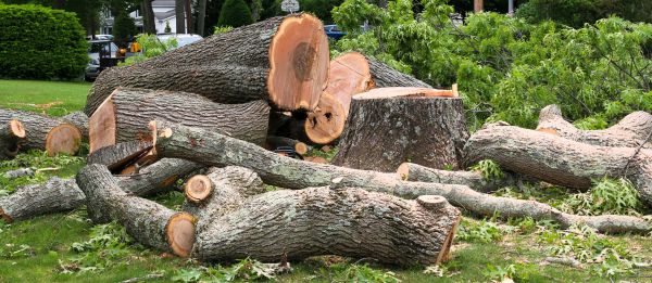 Large Tree Removal in Richland