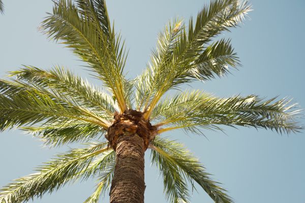 Palm Tree Removal in Richland