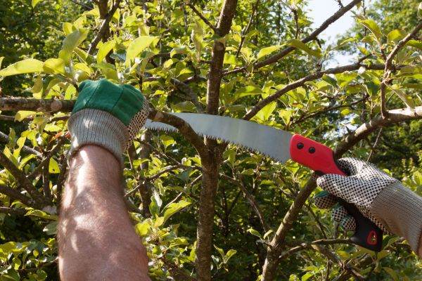 Small Tree Removal in Richland