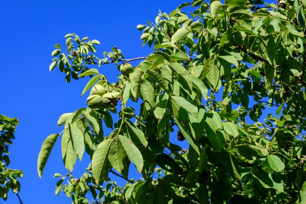 Cost of Walnut Tree Removal in Richland