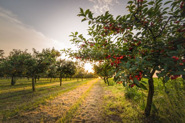 Cost of Cherry Tree Removal in Richland