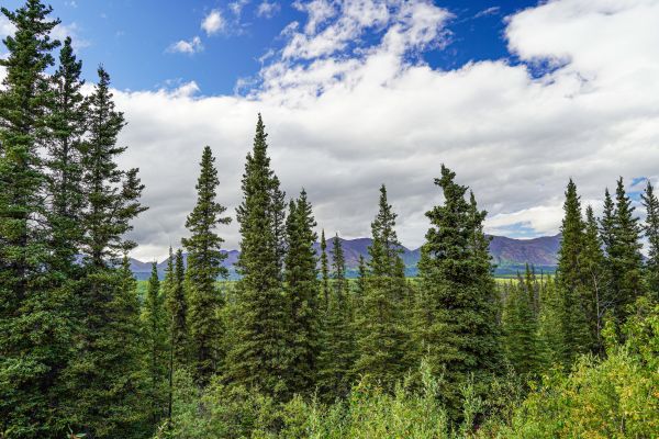 Cost of Spruce Tree Removal in Richland