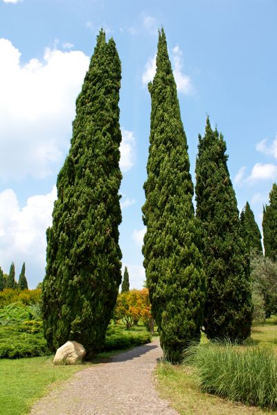 Cost of Cypress Tree Removal in Richland