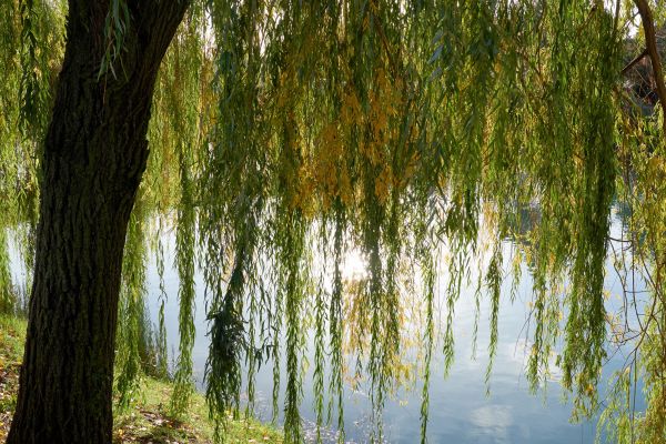 Cost of Willow Tree Removal in Richland