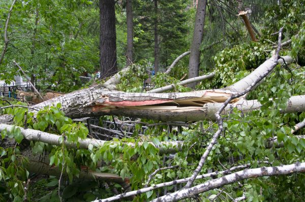 Cost of Birch Tree Removal in Richland