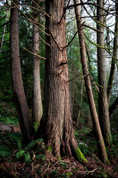 Cost of Cedar Tree Removal in Richland