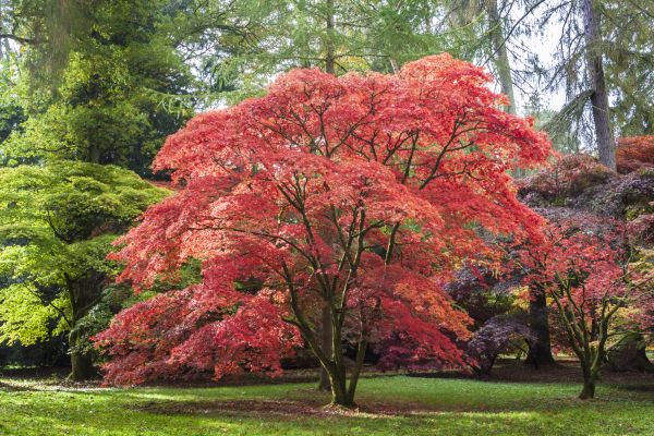 Cost of Maple Tree Removal in Richland
