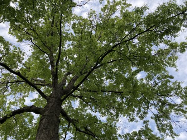 Cost of Oak Tree Removal in Richland