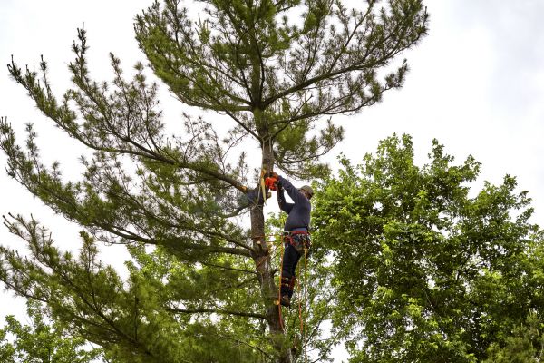 Cost of Pine Tree Removal in Richland