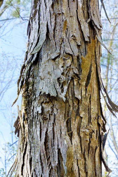 Cost of Hickory Tree Removal in Richland