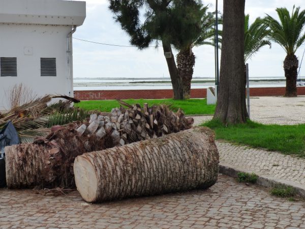 Palm Trees Removal in Richland
