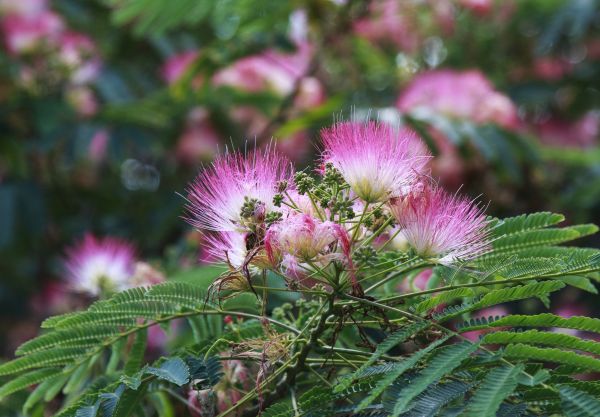 Cost of Mimosa Tree Removal in Richland