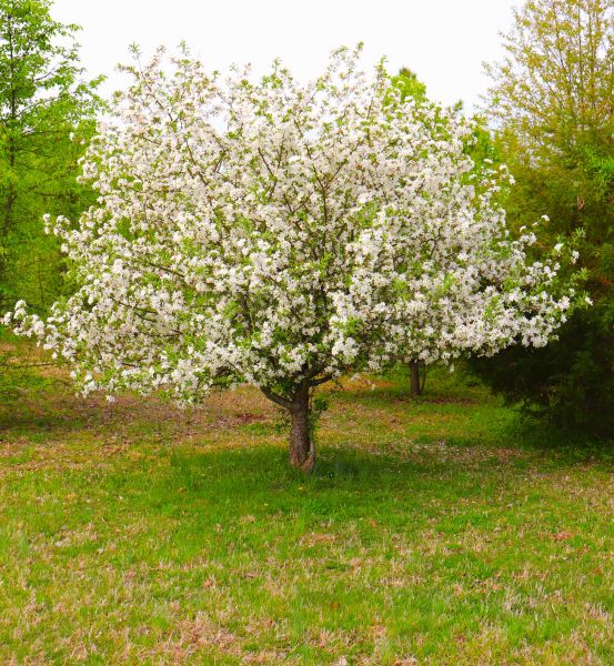 Cost of Dogwood Tree Removal in Richland