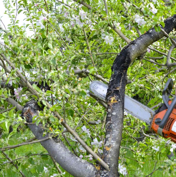 Cost of Apple Tree Removal in Richland