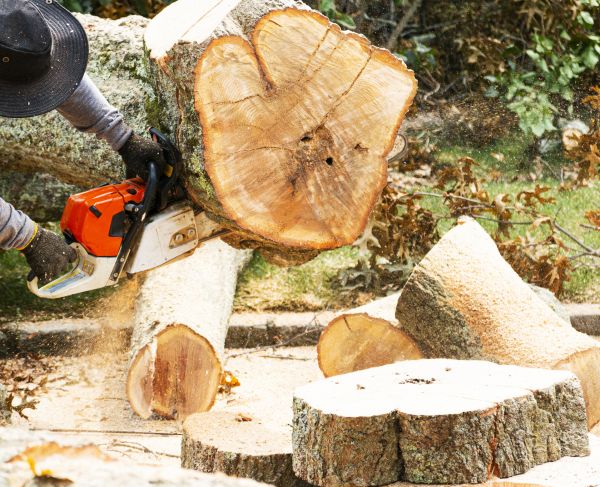 Tree Removal Service in Richland