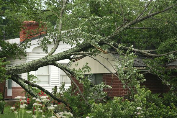 Emergency Tree Removal in Richland