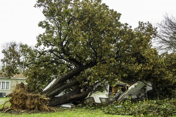 Fallen Tree Removal in Richland