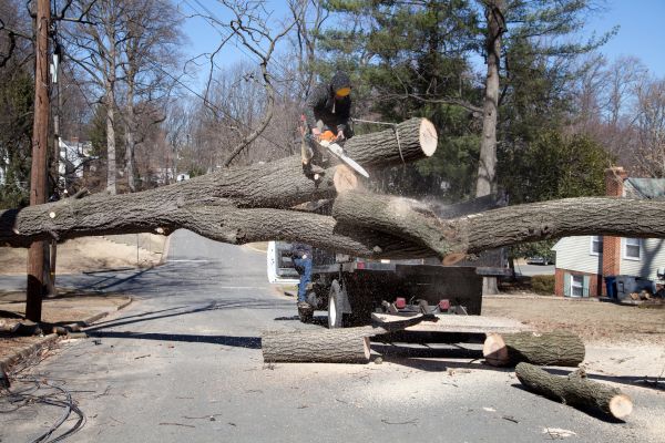 Cost of Residential Tree Removal in Richland