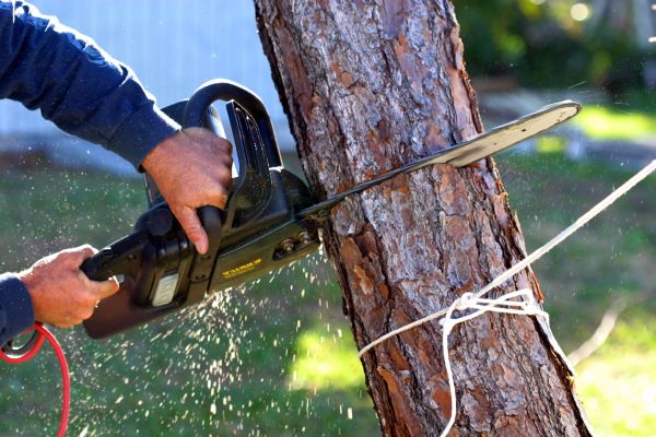 Dead Tree Removal in Richland