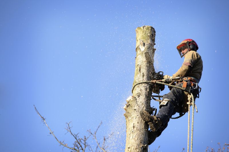 Tree Removal