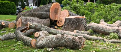 Apple Tree Removal
