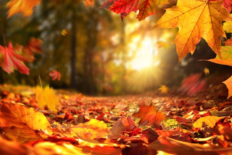 Autumn Landscape Maintenance