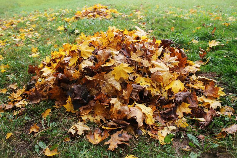 Yard Cleanup