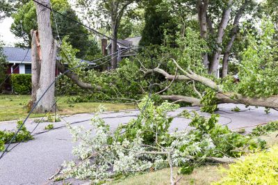 Emergency Tree Service