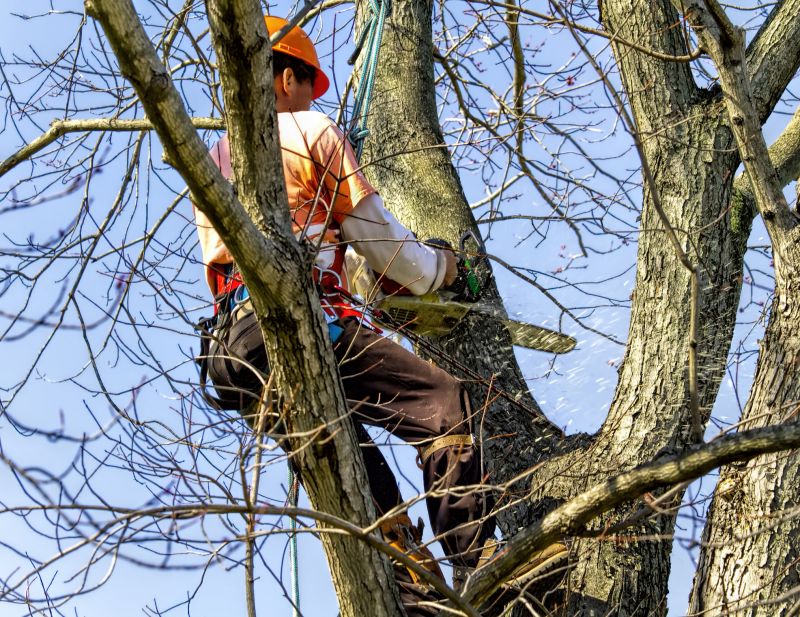 Tree Removal Equipment in Action