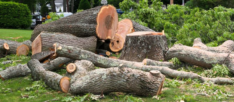 Disposal of Removed Trees