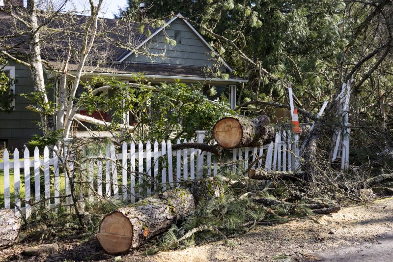 Signs You Need Tree Removal