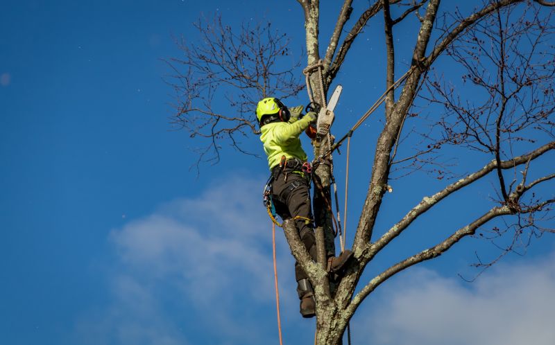 Preparing for Tree Removal