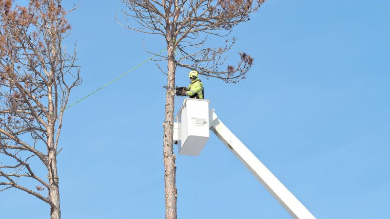 Who Does Tree Removals